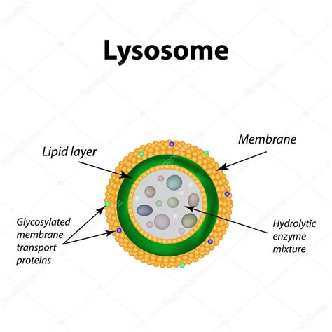 La estructura de los lisosomas. Infografía. Ilustración de vector sobre fondo aislado — Archivo ...