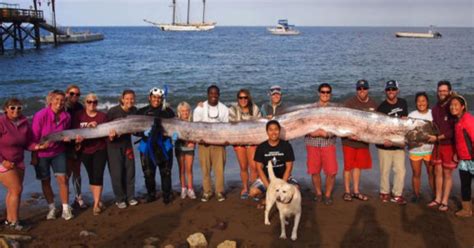 Can oarfish predict earthquakes? Maybe it's not as crazy as it sounds