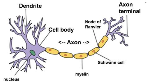 Simple neuron diagram. | Neuron diagram, Neurons, Neuron structure