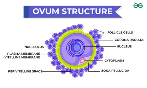 Human Ovum - Structure, Functions & Diagram - GeeksforGeeks