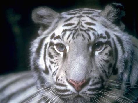 White Tiger | Tiger habitat, Save the tiger, White tiger