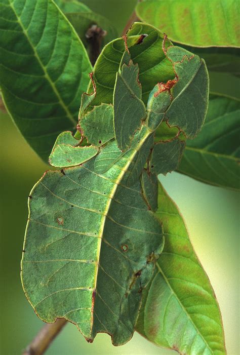 Phyllium Walking Leaf Insect Camouflage Photograph by Robert Jensen