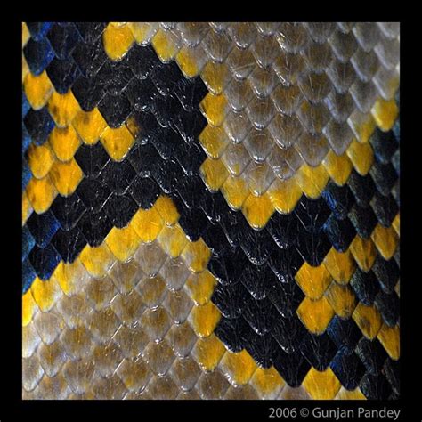 Snake scales by Gunjan Pandey | Art inspiration, Snake, Art projects