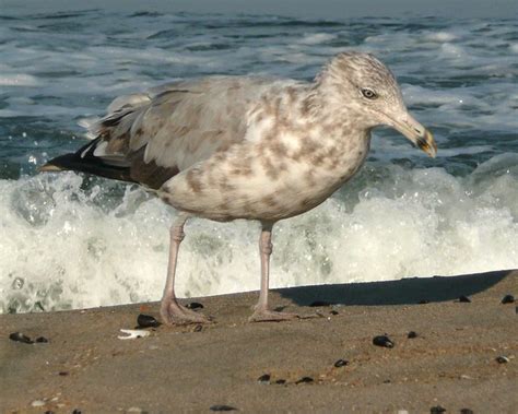 Brown Spotted Seagull | Flickr - Photo Sharing!