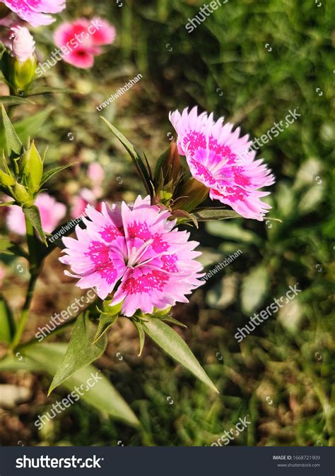 Welcome Sign Spring Beautiful Portrait Flowers Stock Photo 1668721909 ...