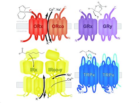 | Generalized structure and membrane topology of insect chemosensory... | Download Scientific ...