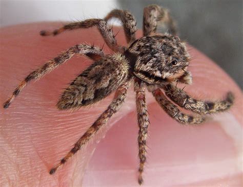 Jumping Spider: Platycryptus undatus or not???? - What's That Bug?