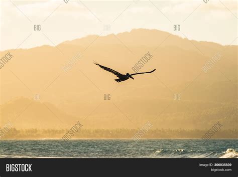 Pelican Flying Nature Image & Photo (Free Trial) | Bigstock