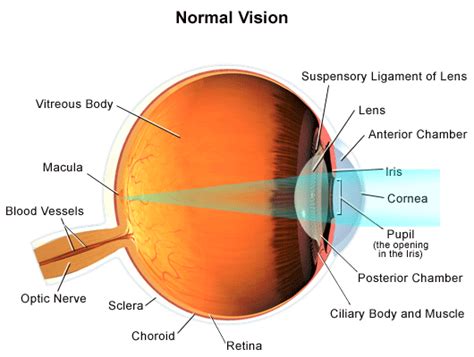 Normal Vision - Stanford Medicine Children's Health