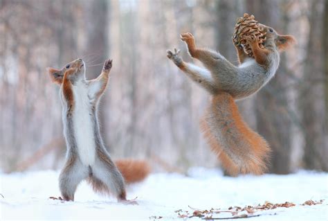 squirrel, Pine cones, Snow HD Wallpapers / Desktop and Mobile Images & Photos