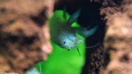 Vampire Shrimp: Care, Food & Lifespan & Tank Mates