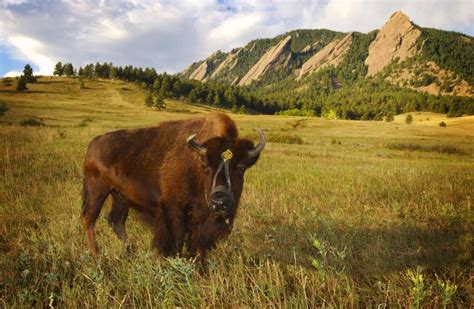 Ralphie exhibit opens at the Heritage Center this Saturday | CU Boulder ...