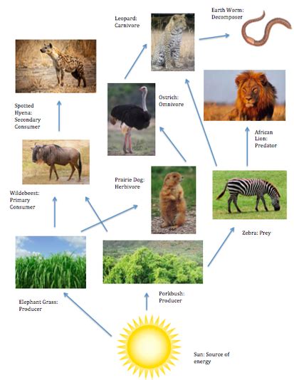 Food Chain & Food Web - Tropical Grasslands and savannas