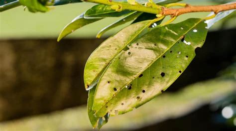 How to Plant, Grow, and Care For Fruit Bearing Cherry Trees