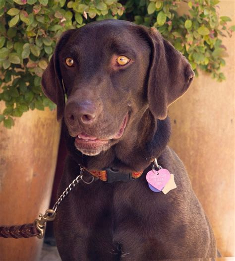 Chocolate Labrador Retriever Rescue Female - Allie