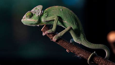 Camaleón del Yemen - Decogarden Animal Anatomy, Yemen, Percy Jackson, Lizard, Wildlife, Pets ...