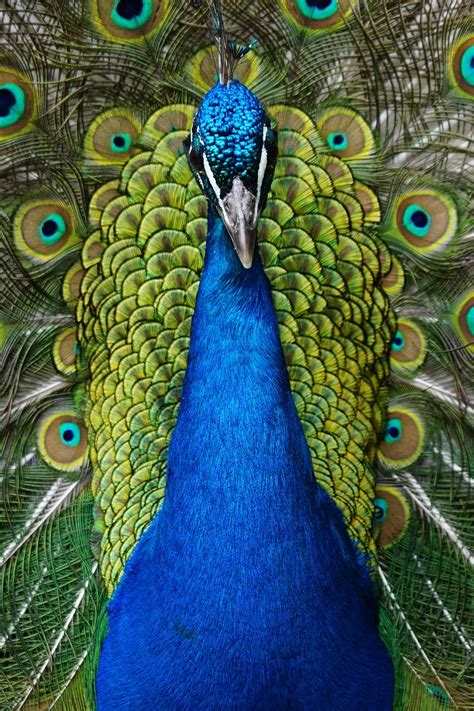 Merak Biru Burung - Foto gratis di Pixabay - Pixabay