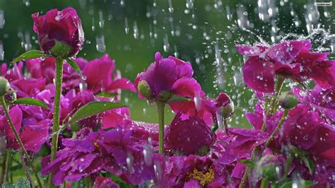 Spring Rain Umbrella Wallpapers - Top Free Spring Rain Umbrella Backgrounds - WallpaperAccess ...