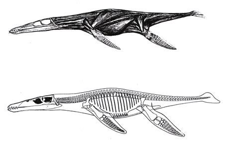 File:Liopleurodon Size.svg - Wikipedia