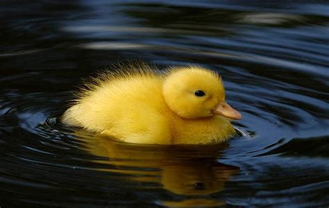 Little duck, pond, duck, swimm, baby, animal, HD wallpaper | Peakpx