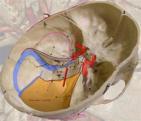 tentorium cerebelli - meddic