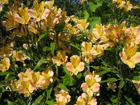 Alstroemeria &Friendship& | Peruvian lily &Friendship& Herbaceous Perennial/RHS