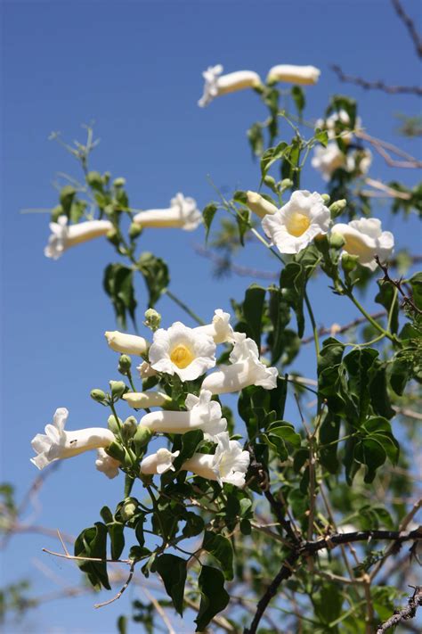 White trumpet vine, Monkeys comb | Sydney Weeds Network