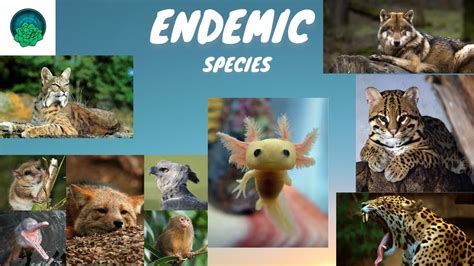 What's The Difference Between Native And Endemic Species?, 48% OFF