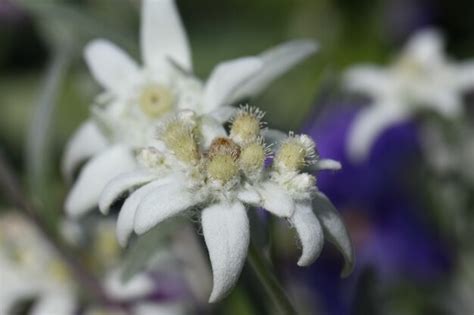 Premium Photo | Macro shot of beautiful flowers