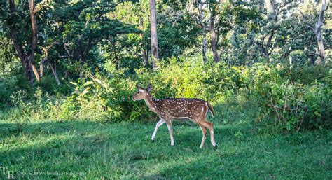 An enchanting forest safari in the Mudumalai Tiger Reserve, India! - Travel Realizations