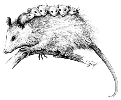 Opossum Drawing at GetDrawings | Free download