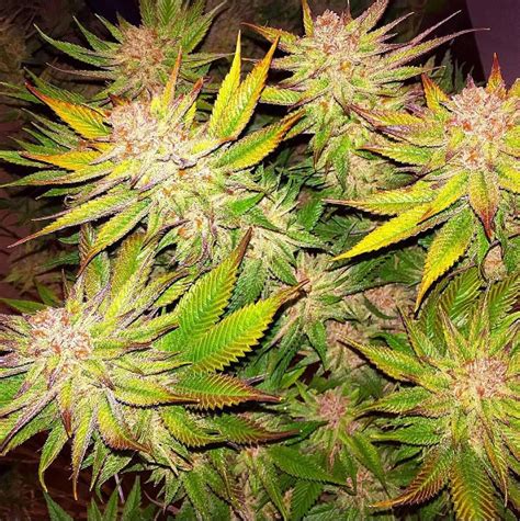 Kimbo Kush Seed Reviews - Exotic Genetix | Marijuana Guides