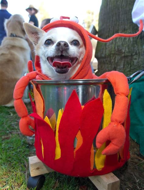 Funny Pet Costumes - Halloween For Dogs And Cats