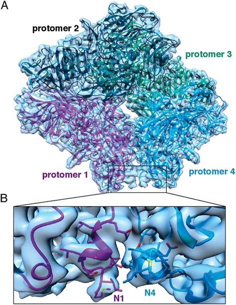 Structure of β-galactosidase at 3.2-Å resolution obtained by cryo-electron microscopy | PNAS