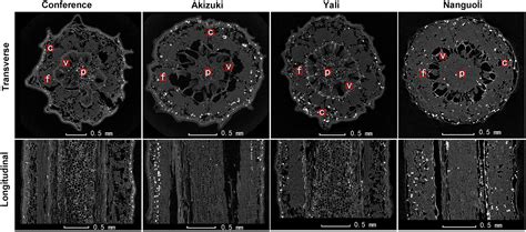 Frontiers | Variations in Pedicel Structural Properties Among Four Pear ...