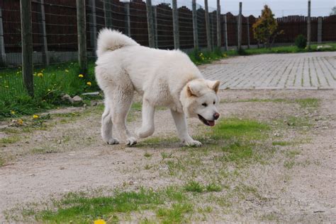 White Akita | Akita, Pet dogs, Beautiful dogs