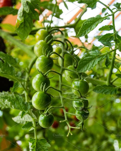 Green cherry tomatoes | High-Quality Food Images ~ Creative Market