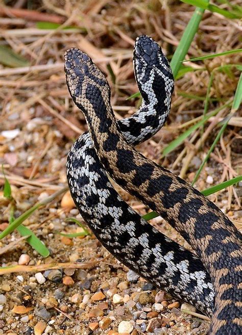 European Adder/Vipère Péliade/Viperus berus | Reptiles and amphibians, Beautiful snakes, Snake ...