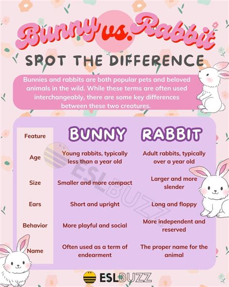 Bunny vs. Rabbit: A Guide to Identifying and Understanding These Furry Friends - ESLBUZZ