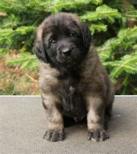 Leonberger | Leonberger dog, Baby dogs, Puppies