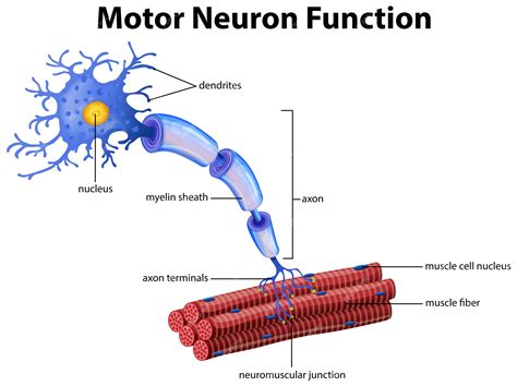 Um vetor de função do neurônio motor | Vetor Premium