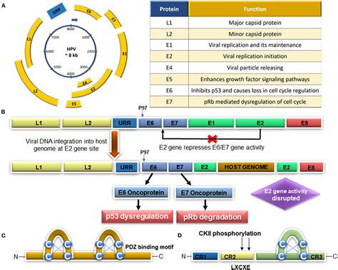 | Schematic mechanism of histone acetylation and deacetylation ...