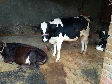 High Milk Production Hf Cow at Best Price in Karnal, Haryana | Shri Ji Dairy Farm