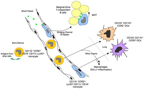 Monocytes function, causes of high and low monocytes