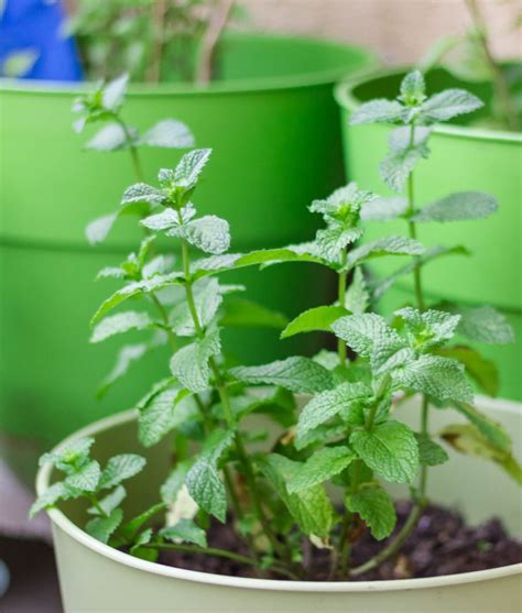 3 Keys to Outdoor Mint Plant Care - The Girl with a Shovel