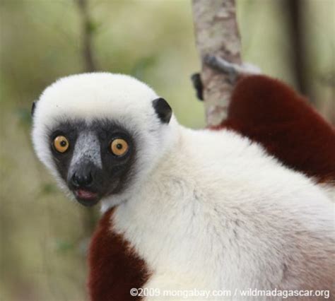 White Ghost Lemur - Madagascar | Primates, Animals, Types of monkeys