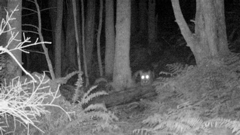 Why Animals Eyes Glow at Night & Stalked by a Cougar Story – The ...