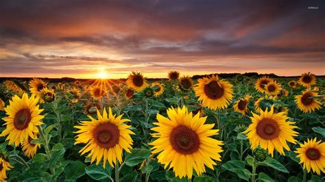 Sunflower fields with a beautiful sun setting in the horizon wallpaper - Flower wallpapers - #48230