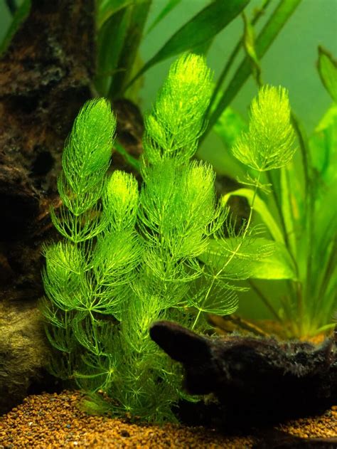 Hornwort Plants: How To Care For Them In Your Aquarium