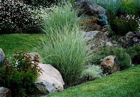 Premier Landscape Contractor Plants Grasses i| Details Landscape Art